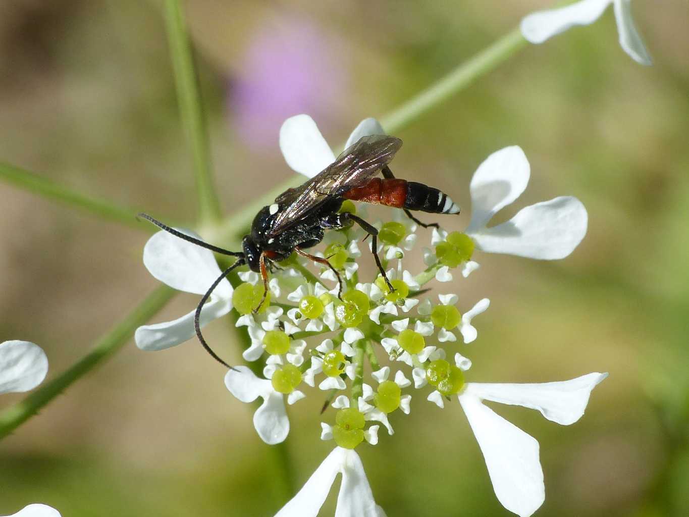 Piccolo Ichneumonidae: Ichneumon insidiosus?